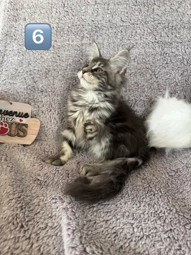 Chaton Maine Coon - Photo 4