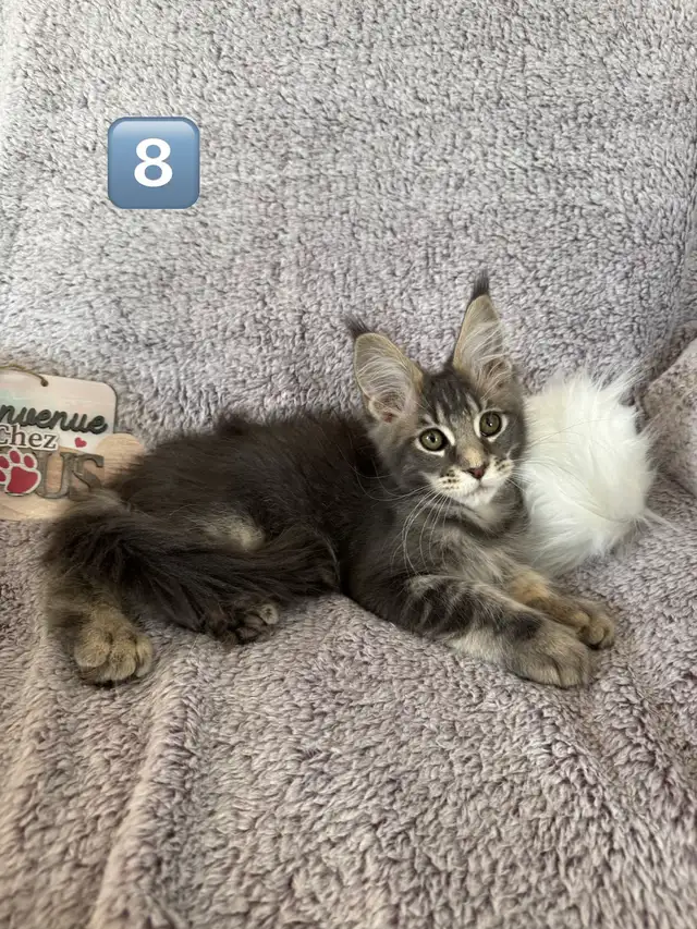 Chaton Maine Coon - Photo 5