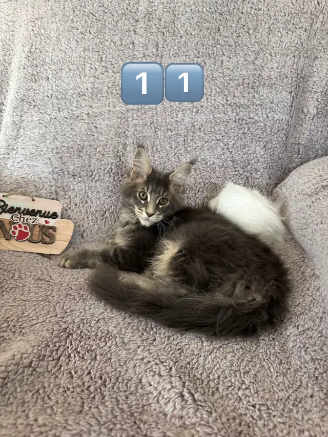 Chaton Maine Coon - Photo 6