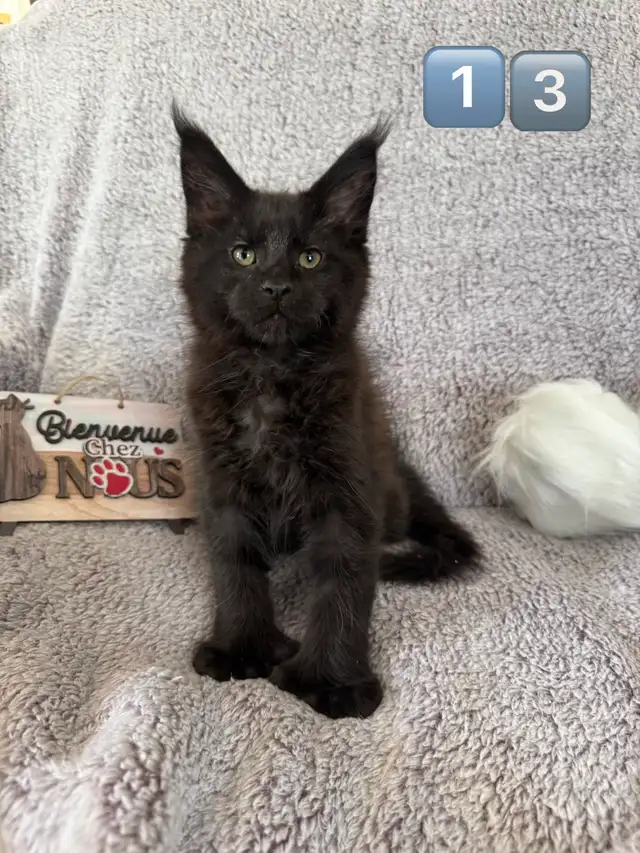Chaton Maine Coon - Photo 7