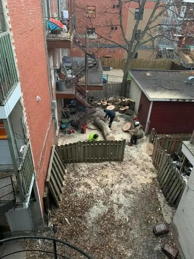 Service d'émondage / abattage / coupe d'arbres - 514-715-2726 - Photo 6