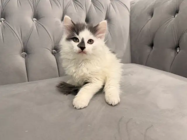 ⭐️Maine Coon Kittens⭐️ - Health Card & Samples -