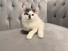 ⭐️Maine Coon Kittens⭐️ - Health Card & Samples -