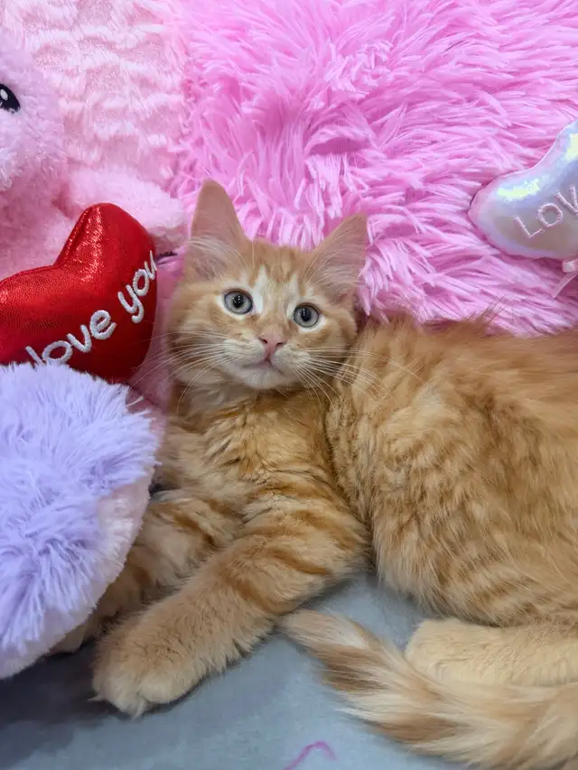 ⭐️Maine Coon Kittens⭐️ - Health Card & Samples - - Photo 2