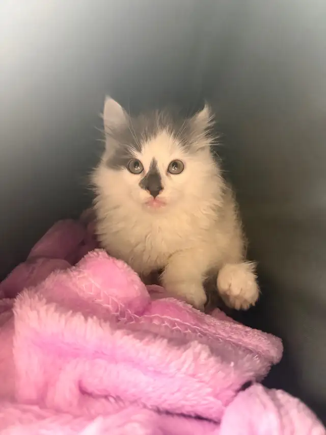 ⭐️Maine Coon Kittens⭐️ - Health Card & Samples - - Photo 3