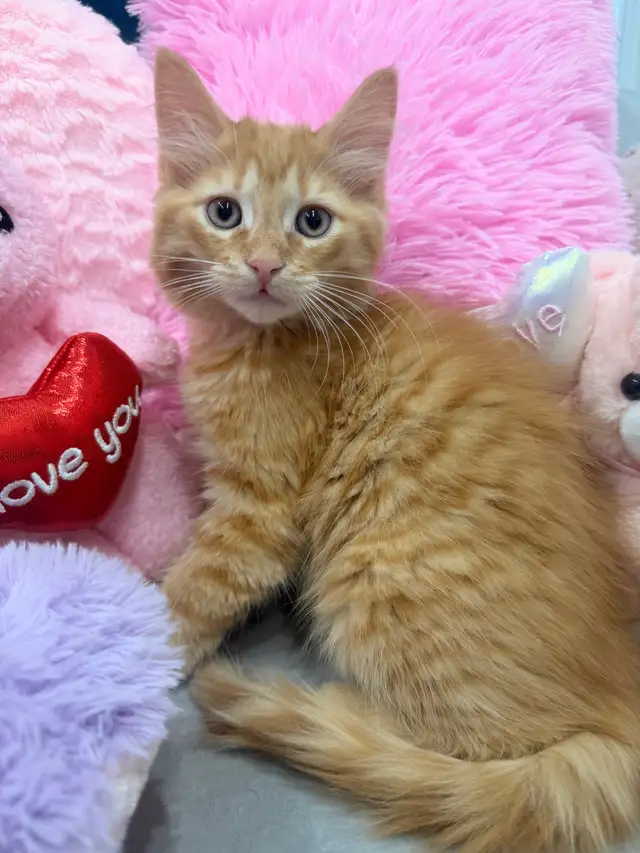 ⭐️Maine Coon Kittens⭐️ - Health Card & Samples - - Photo 4