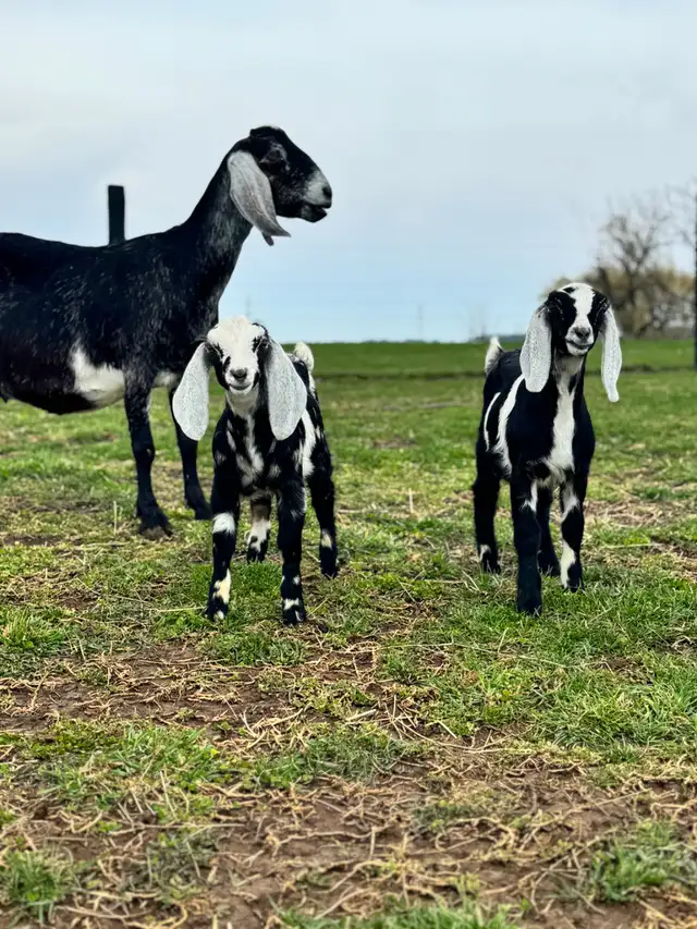 Registered Dairy Goats Available - no kidding!