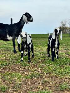 Registered Dairy Goats Available - no kidding!