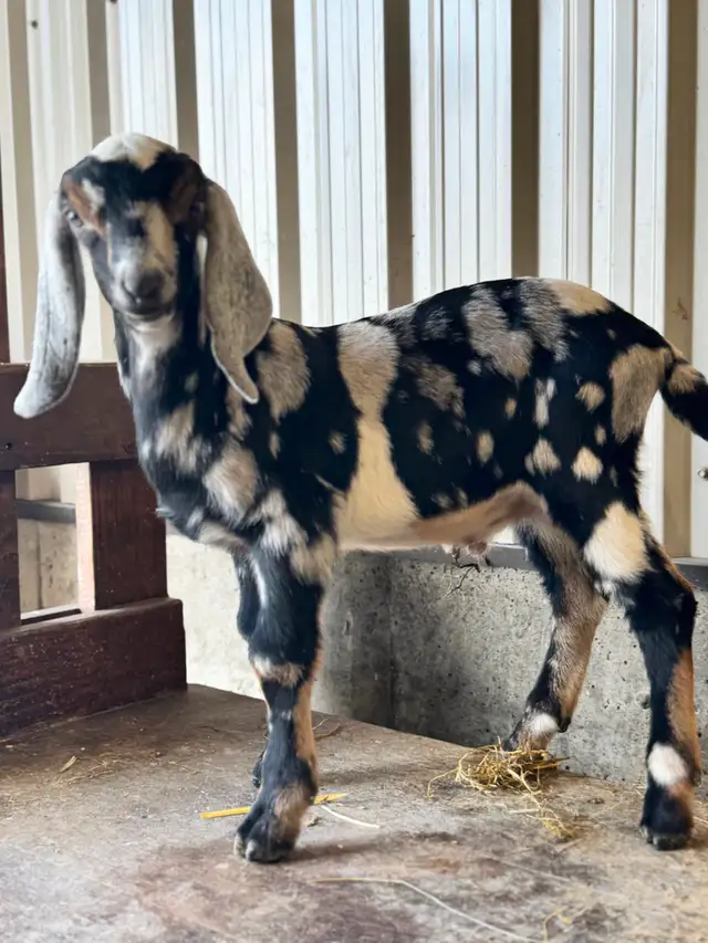 Registered Dairy Goats Available - no kidding! - Photo 2