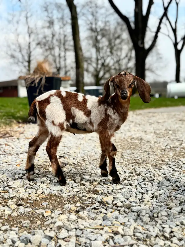 Registered Dairy Goats Available - no kidding! - Photo 3
