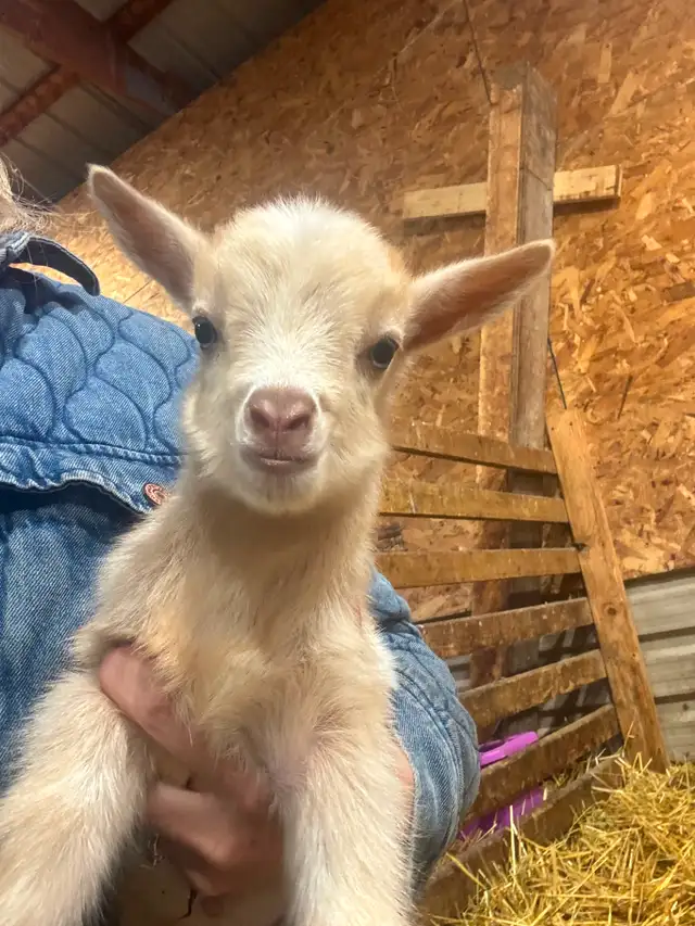 Registered Dairy Goats Available - no kidding! - Photo 4