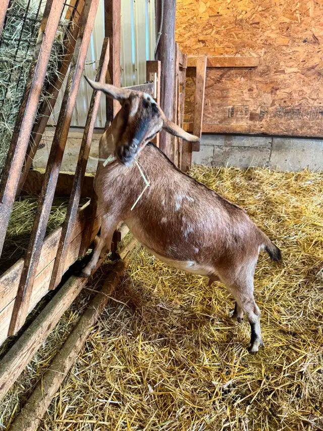 Registered Dairy Goats Available - no kidding! - Photo 5