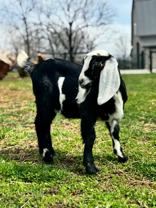 Registered Dairy Goats Available - no kidding! - Photo 6