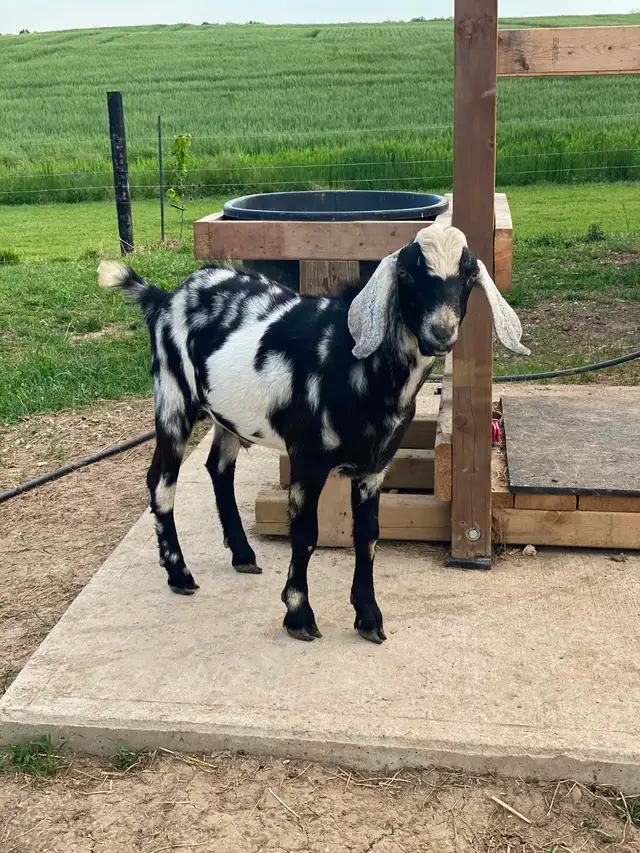 Registered Dairy Goats Available - no kidding! - Photo 7