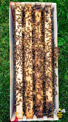 Honey bee Nucleus colonies (Nucs) - Photo 2