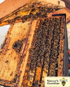 Honey bee Nucleus colonies (Nucs) - Photo 3