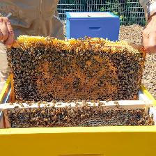 Honey bee Nucleus colonies (Nucs) - Photo 4