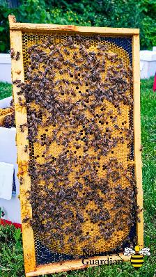 Honey bee Nucleus colonies (Nucs) - Photo 5