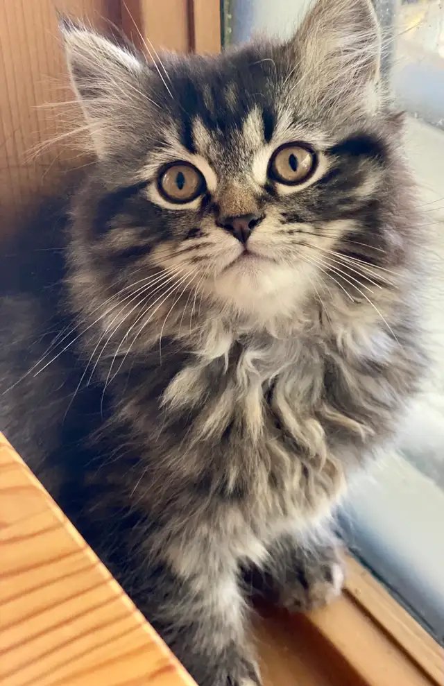 Cat Sitter/ kitten Pet Boarding