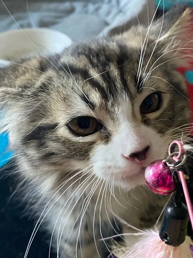 Cat Sitter/ kitten Pet Boarding - Photo 3