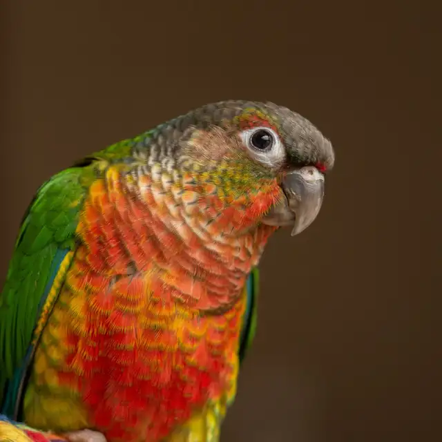 ⭐BABY Conure⭐ with Cage and Food⭐⭐⭐