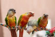 ⭐BABY Conure⭐ with Cage and Food⭐⭐⭐ - Photo 2