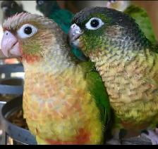 ⭐BABY Conure⭐ with Cage and Food⭐⭐⭐ - Photo 3