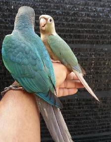 ⭐BABY Conure⭐ with Cage and Food⭐⭐⭐ - Photo 4