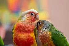 ⭐BABY Conure⭐ with Cage and Food⭐⭐⭐ - Photo 5