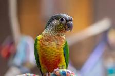 ⭐BABY Conure⭐ with Cage and Food⭐⭐⭐ - Photo 6