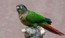 ⭐BABY Conure⭐ with Cage and Food⭐⭐⭐ - Photo 7