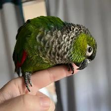 ⭐BABY Conure⭐ with Cage and Food⭐⭐⭐ - Photo 8