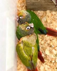 ⭐BABY Conure⭐ with Cage and Food⭐⭐⭐ - Photo 9