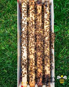 Honey bee Nucleus colonies (Nucs) - Photo 4