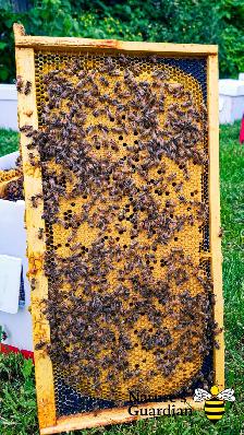Honey bee Nucleus colonies (Nucs) - Photo 3