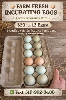 incubating chicken eggs