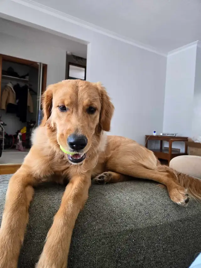 10 month old Golden - Photo 2