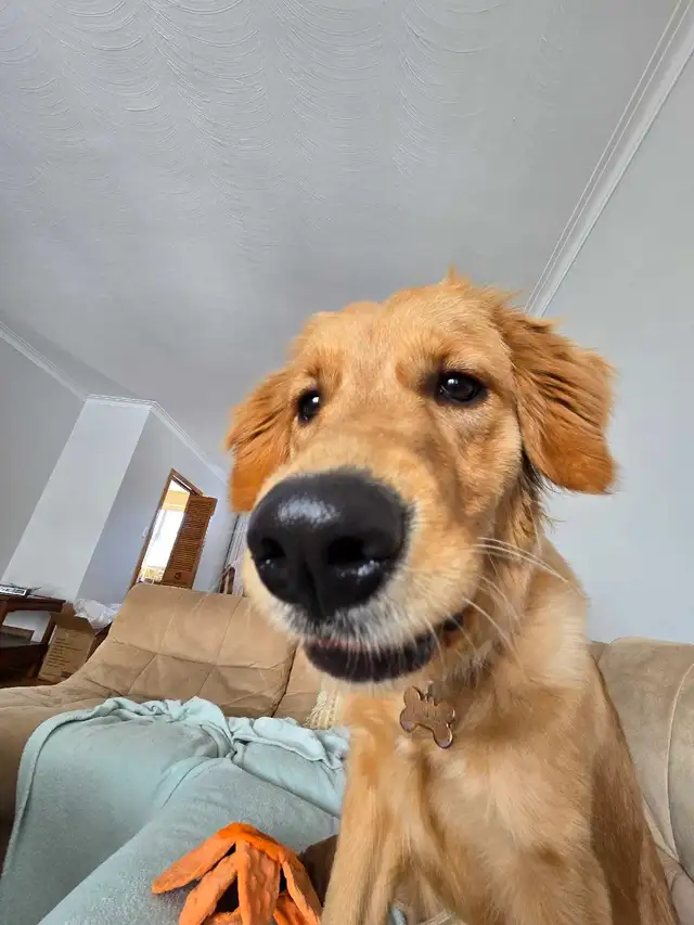 10 month old Golden - Photo 3