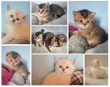 Purebred Scottish Fold Kittens