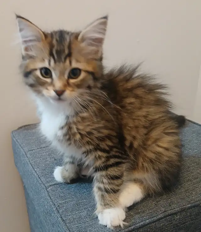 MAGNIFIQUE CHATON FEMELLE PERSAN CROISÉ DE 3 MOIS.