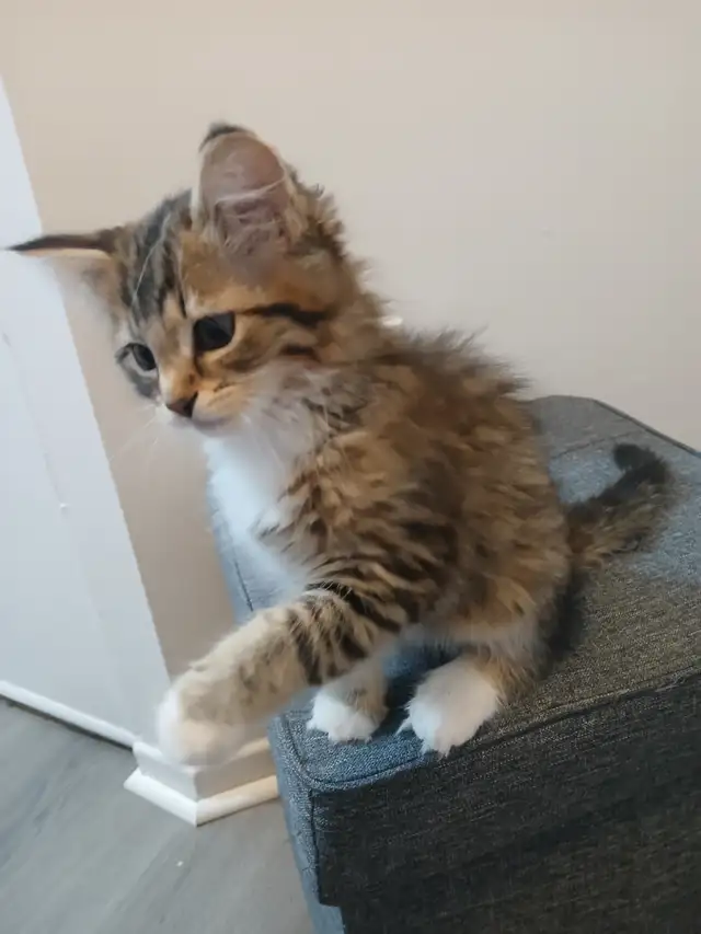 MAGNIFIQUE CHATON FEMELLE PERSAN CROISÉ DE 3 MOIS. - Photo 2