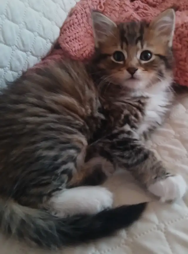 MAGNIFIQUE CHATON FEMELLE PERSAN CROISÉ DE 3 MOIS. - Photo 3