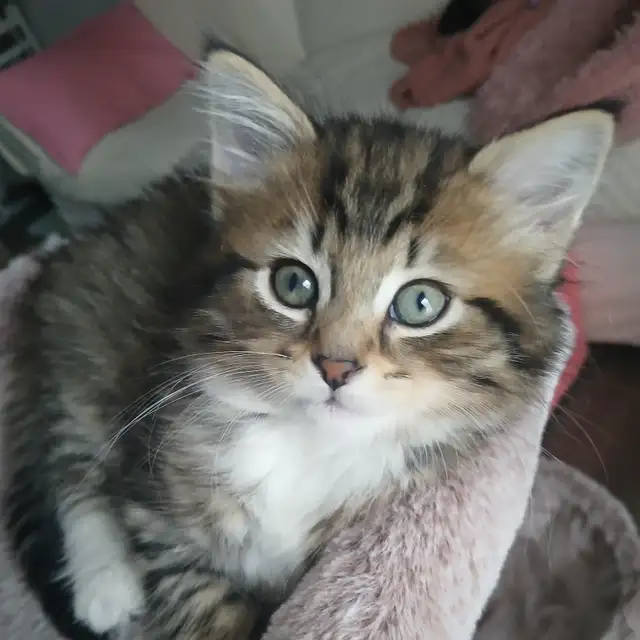 MAGNIFIQUE CHATON FEMELLE PERSAN CROISÉ DE 3 MOIS. - Photo 4