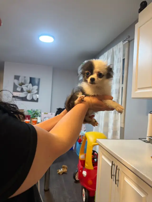 magnifique pomchi femelle  à vendre