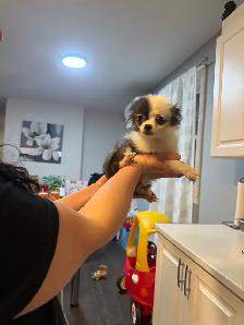 magnifique pomchi femelle  à vendre