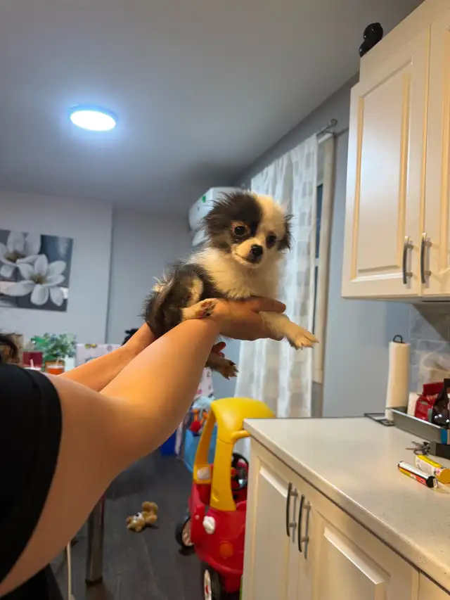 magnifique pomchi femelle  à vendre - Photo 2