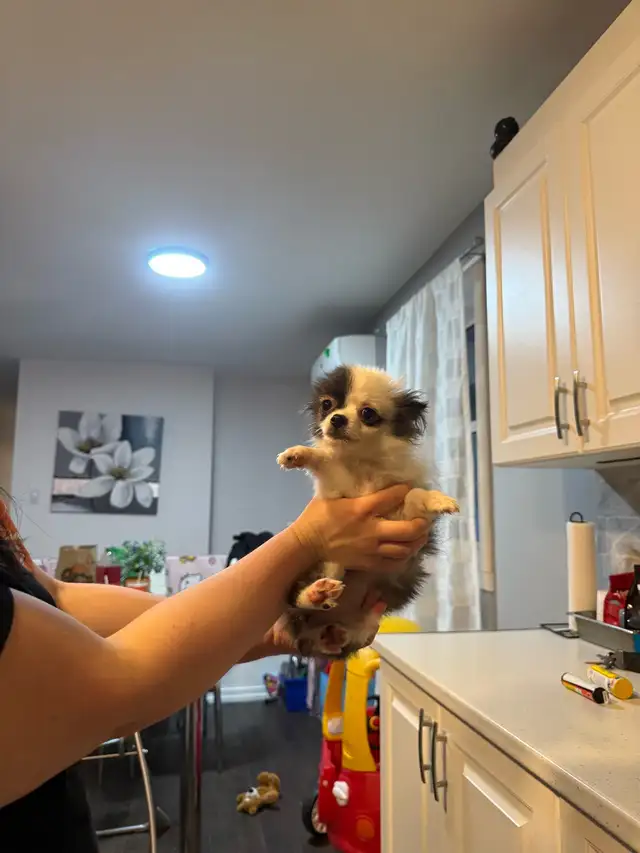 magnifique pomchi femelle  à vendre - Photo 3