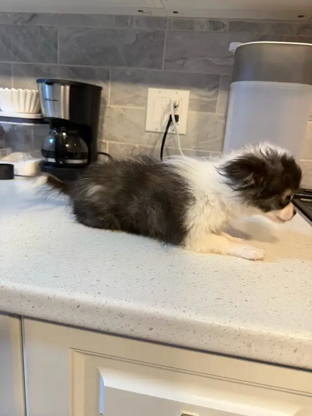 magnifique pomchi femelle  à vendre - Photo 4