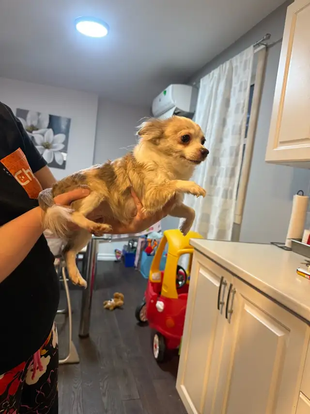 magnifique pomchi femelle  à vendre - Photo 5