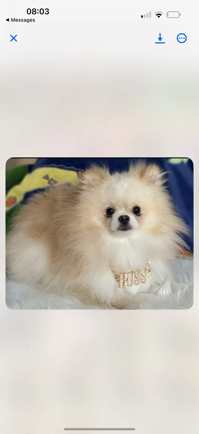 magnifique pomchi femelle  à vendre - Photo 6